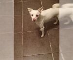 Small #1 Chihuahua-pomeranian spitz Mix