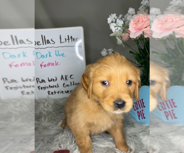 Medium Photo #1 Golden Retriever Puppy For Sale in ROCKFORD, MI, USA