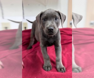 Mutt Dogs for adoption in Woodbury, NY, USA