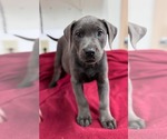 Small Mutt