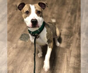 American Staffordshire Terrier-Unknown Mix Dogs for adoption in Aurora, IL, USA