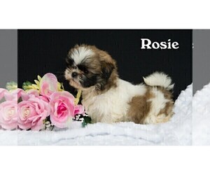 Shih Tzu Puppy for Sale in CLARE, Michigan USA