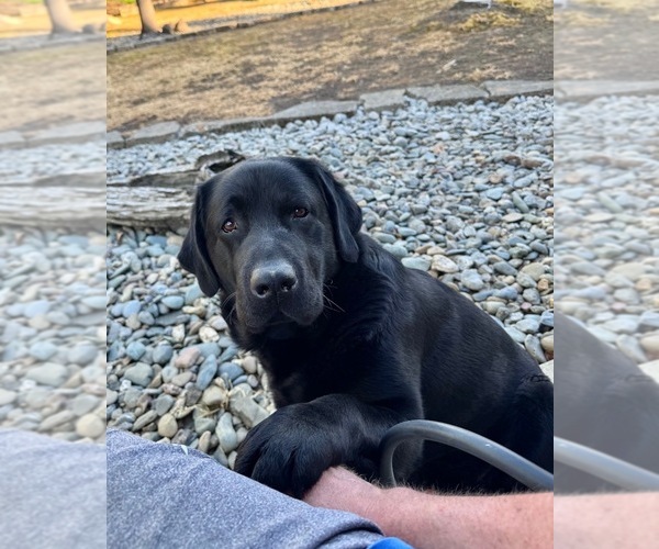 Medium Photo #4 Labrador Retriever Puppy For Sale in REDDING, CA, USA
