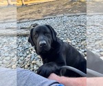 Litter of 7 - Male(s) and Female(s) Labrador RetrieverLitter of Puppies for Sale - Photo #4