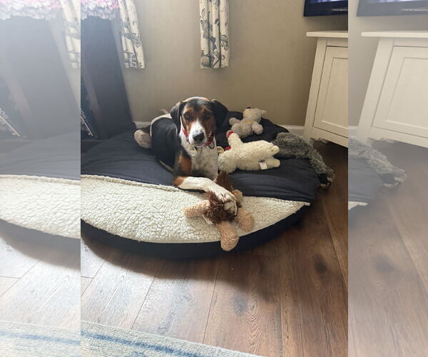 Medium Photo #9 Mutt Puppy For Sale in Oakhurst, NJ, USA