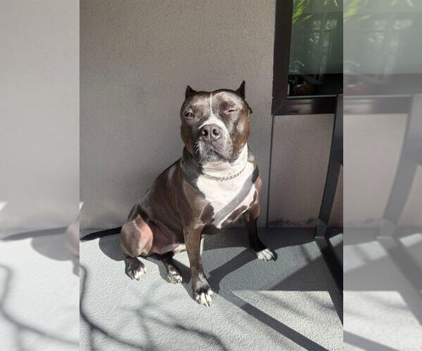 Medium Photo #8 American Staffordshire Terrier-Unknown Mix Puppy For Sale in Lake Forest, CA, USA