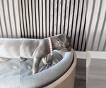 Small #3 French Bulldog