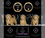 Small #1 Maltipoo
