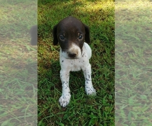 German Shorthaired Pointer Puppy for sale in SYMSONIA, KY, USA