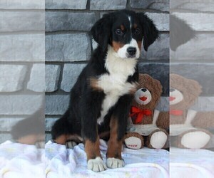 Bernese Mountain Dog Puppy for sale in FREDERICKSBURG, OH, USA