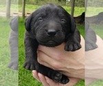Puppy Black male Labrador Retriever