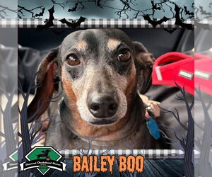 Dachshund Dogs for adoption in San Antonio, TX, USA