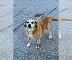Small Beagle Mix
