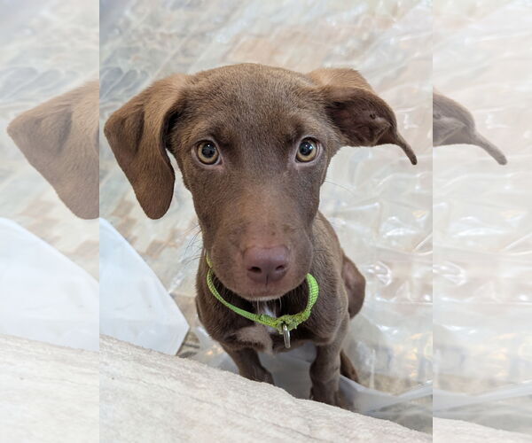 Medium Photo #1 Chocolate Labrador retriever-Cocker Spaniel Mix Puppy For Sale in columbia, SC, USA