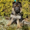Small Photo #12 German Shepherd Dog Puppy For Sale in CASTLE ROCK, WA, USA