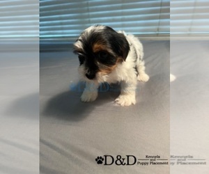 Yorkshire Terrier Puppy for sale in RIPLEY, MS, USA