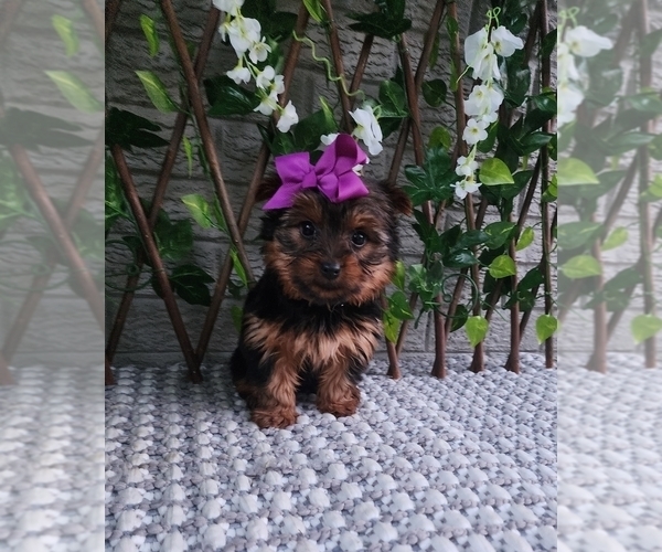 Medium Photo #3 Yorkshire Terrier Puppy For Sale in INDIANAPOLIS, IN, USA