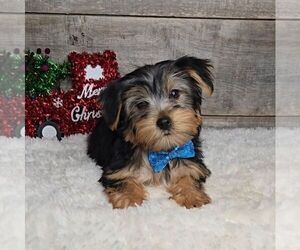 Yorkshire Terrier Puppy for sale in JASONVILLE, IN, USA