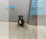 Small Mutt