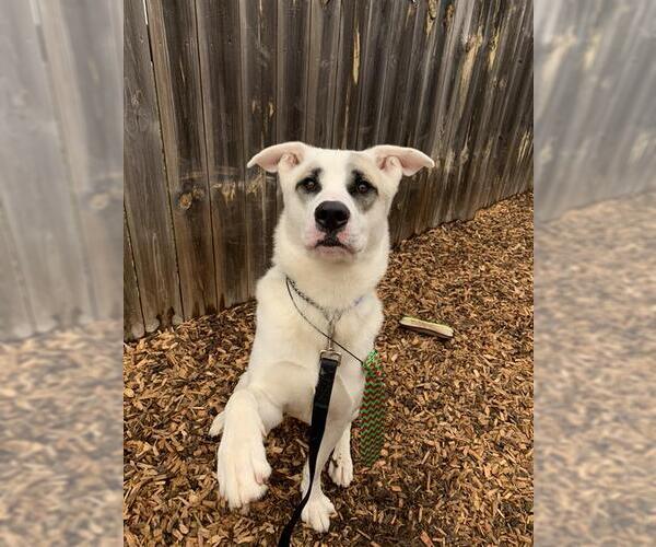 Medium Photo #1 Gerberian Shepsky Puppy For Sale in London, Ontario, Canada