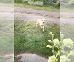 Puppy Silver Labrador Retriever