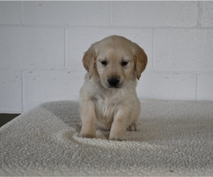 Golden Retriever Puppy for sale in MILLERSBURG, OH, USA