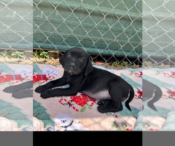 Medium Photo #1 Catahoula Leopard Dog-Unknown Mix Puppy For Sale in Tracy City, TN, USA