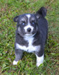 Small Photo #5 Pomsky Puppy For Sale in NEW CARLISLE, OH, USA