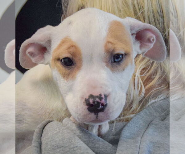 Medium Photo #5 American Bulldog-American Staffordshire Terrier Mix Puppy For Sale in Huntley, IL, USA