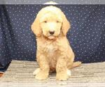 Small Photo #4 Labradoodle Puppy For Sale in SHAWNEE, OK, USA