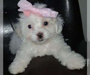 ShihPoo Puppy for Sale in SALEM, Massachusetts USA