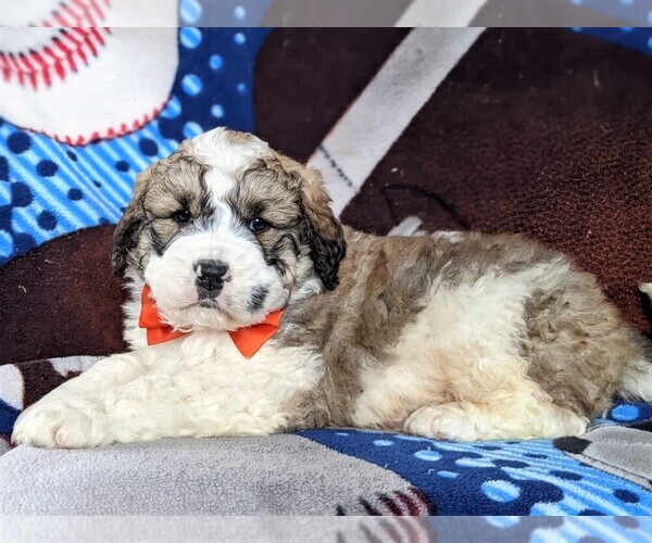 Medium Photo #2 Saint Berdoodle Puppy For Sale in OXFORD, PA, USA