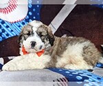 Small Photo #2 Saint Berdoodle Puppy For Sale in OXFORD, PA, USA