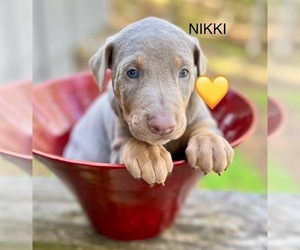 Doberman Pinscher Litter for sale in HAYDEN, AL, USA