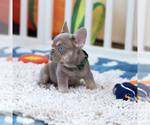 Small Photo #5 French Bulldog Puppy For Sale in GREENPORT, NY, USA
