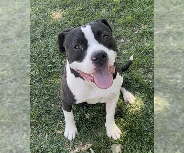 Medium Photo #3 Mutt Puppy For Sale in Riverside, CA, USA