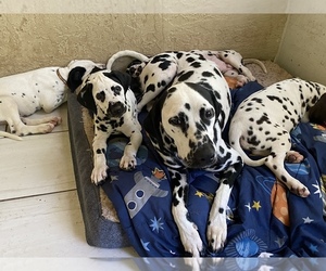 Mother of the Dalmatian puppies born on 06/15/2022