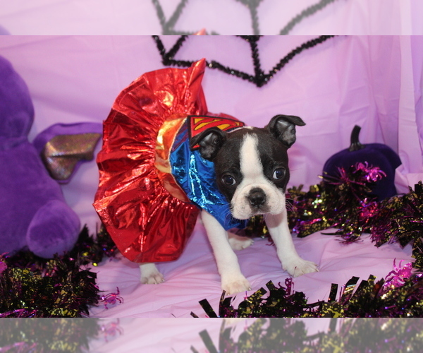 Medium Photo #3 Boston Terrier Puppy For Sale in BROOKSVILLE, FL, USA