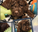 Small Photo #1 Cockapoo Puppy For Sale in GADSDEN, AL, USA