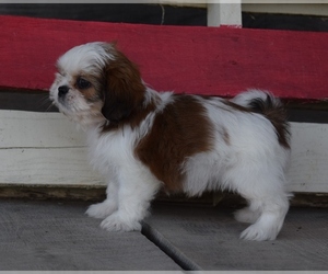 Shih Tzu Puppy for sale in SILEX, MO, USA