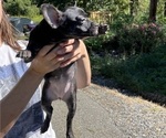 Small #5 French Bullhuahua