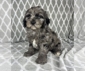 Cavapoo Puppy for sale in INDIANAPOLIS, IN, USA