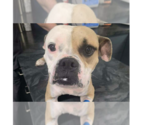 Small #13 Boxer Mix
