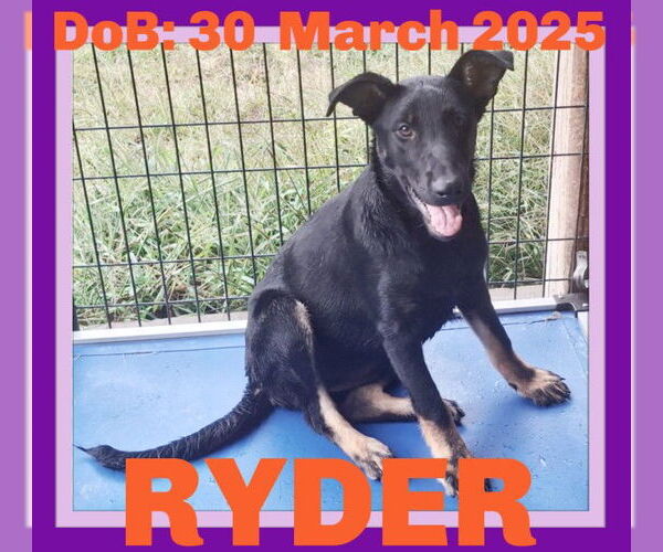 Medium Photo #2 German Shepherd Dog Puppy For Sale in Sebec, ME, USA