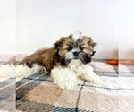 Small #2 Shih Tzu