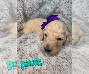 Bernedoodle (Miniature) Puppy for sale in LYNNWOOD, WA, USA