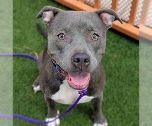 VALKERIE - Female Mutt Dog for Adoption - Photo #2