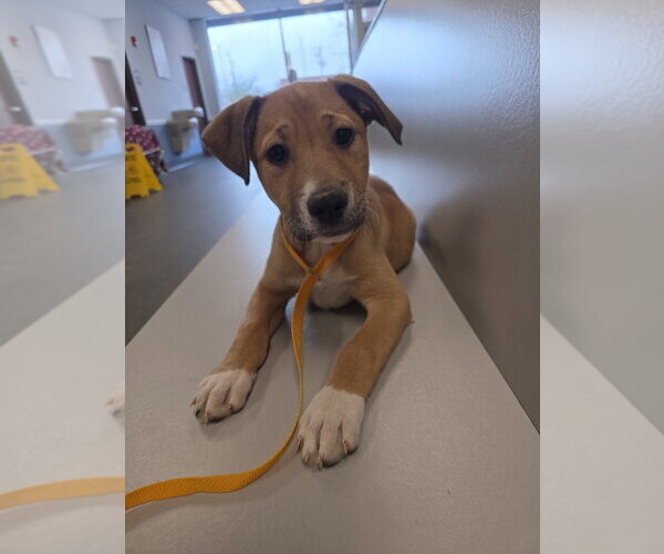 Medium Photo #3 Bogle Puppy For Sale in Aurora, IN, USA