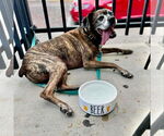 Small #2 Boxer Mix
