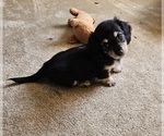 Small Photo #3 Dachshund Puppy For Sale in HARTFORD, MI, USA